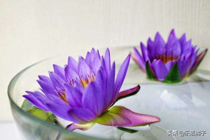 无土水培睡莲荷花四季开花,莲花睡莲种子水培怎么养