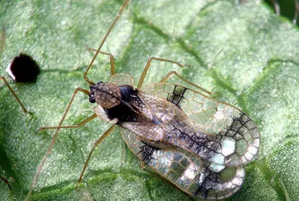 我的杜鹃缺水了怎么补救,我的杜鹃花叶子发黑掉落咋办