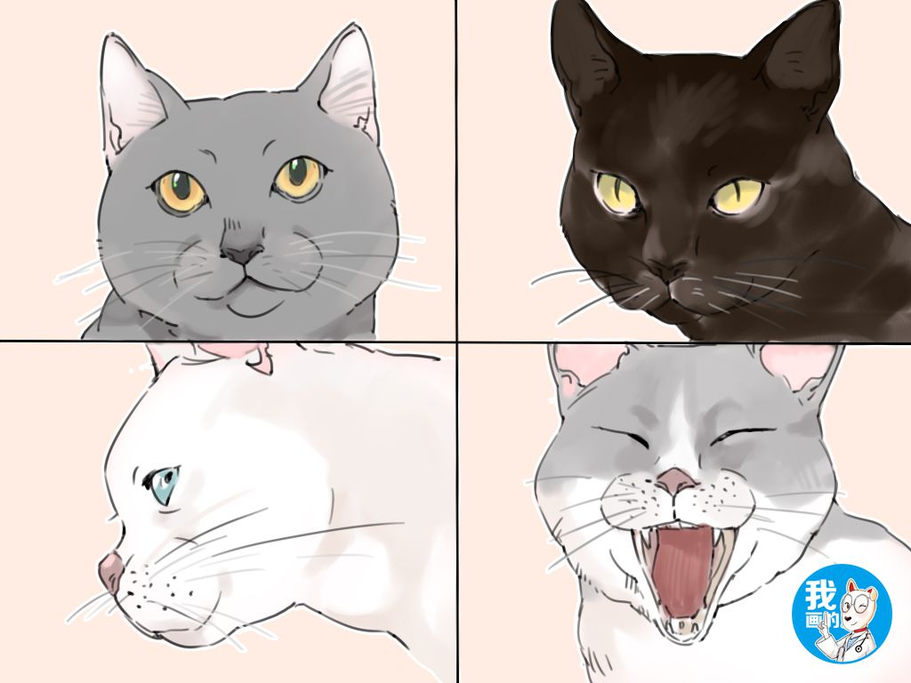 如何用猫语告诉猫咪你别害怕,教你读懂猫咪的9种“喵语”