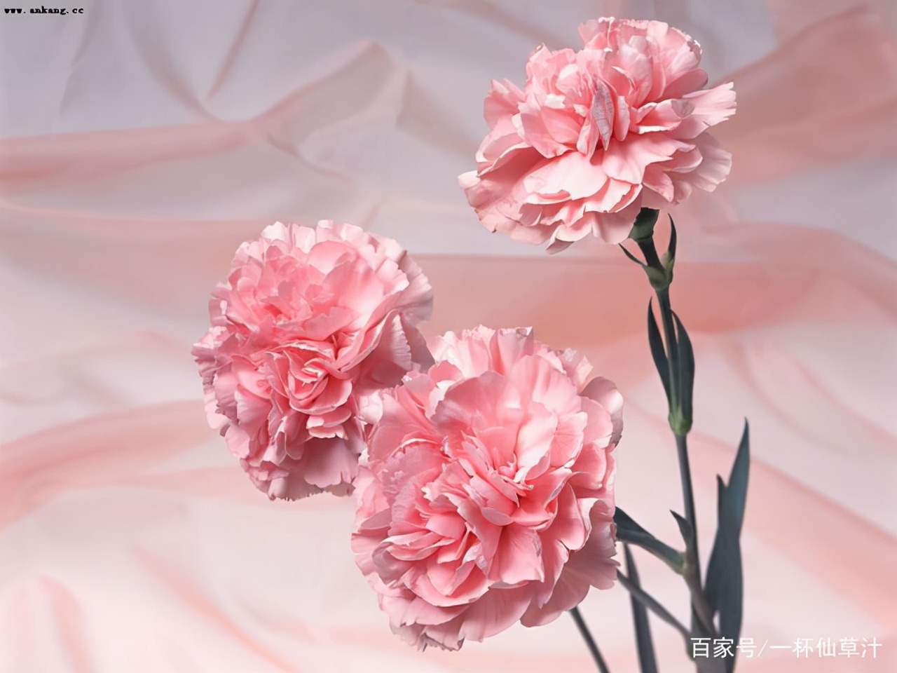 各种鲜花的花语及图片,花店常见鲜花品种及花语