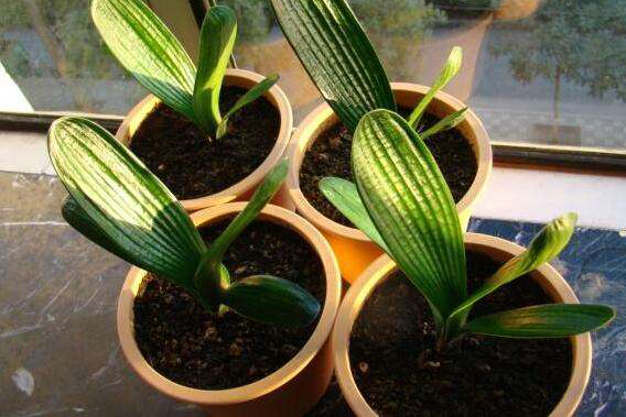 给君子兰换盆注意事项,君子兰换盆后叶片发软是什么原因