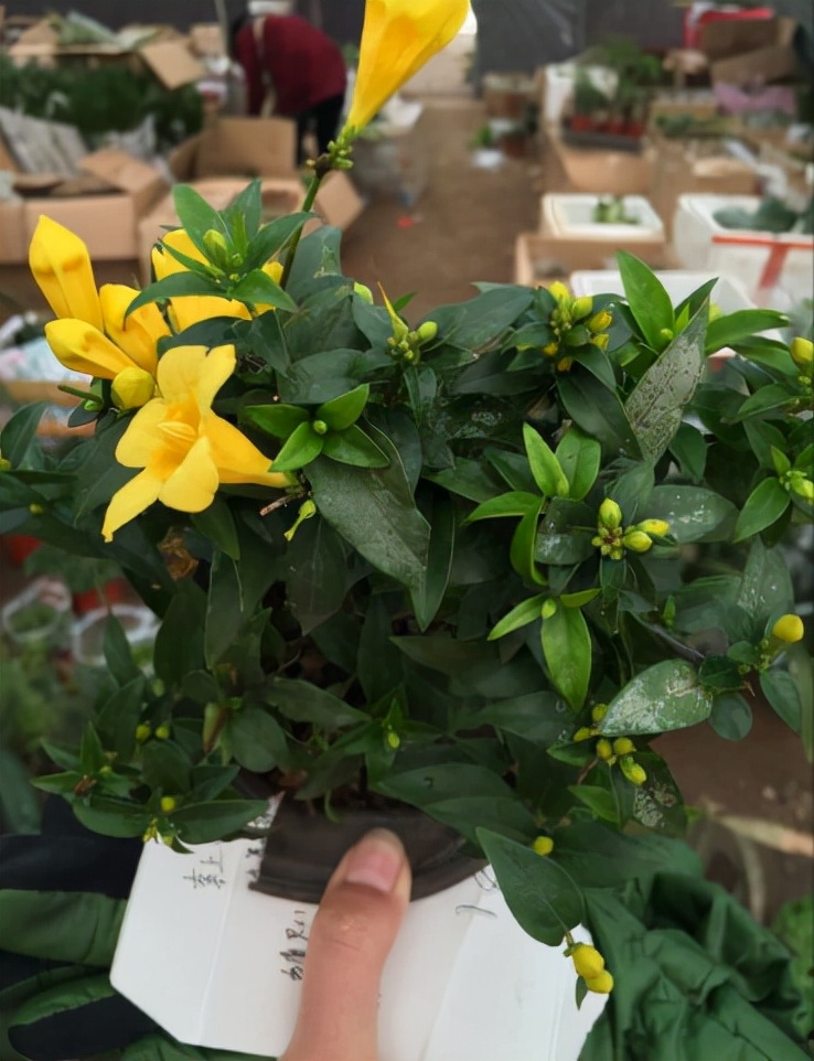 十种毒花不能养,十种大毒花家里经常养