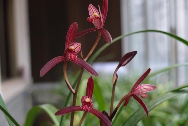 建兰墨宝怎么养,建兰墨宝如何养殖