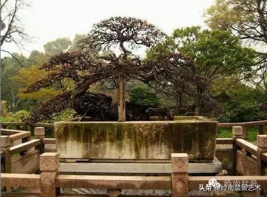 精品雀梅盆景名称,值得收藏的盆景作品欣赏