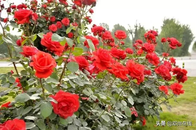 南阳最新重要新闻,河南南阳有什么大事