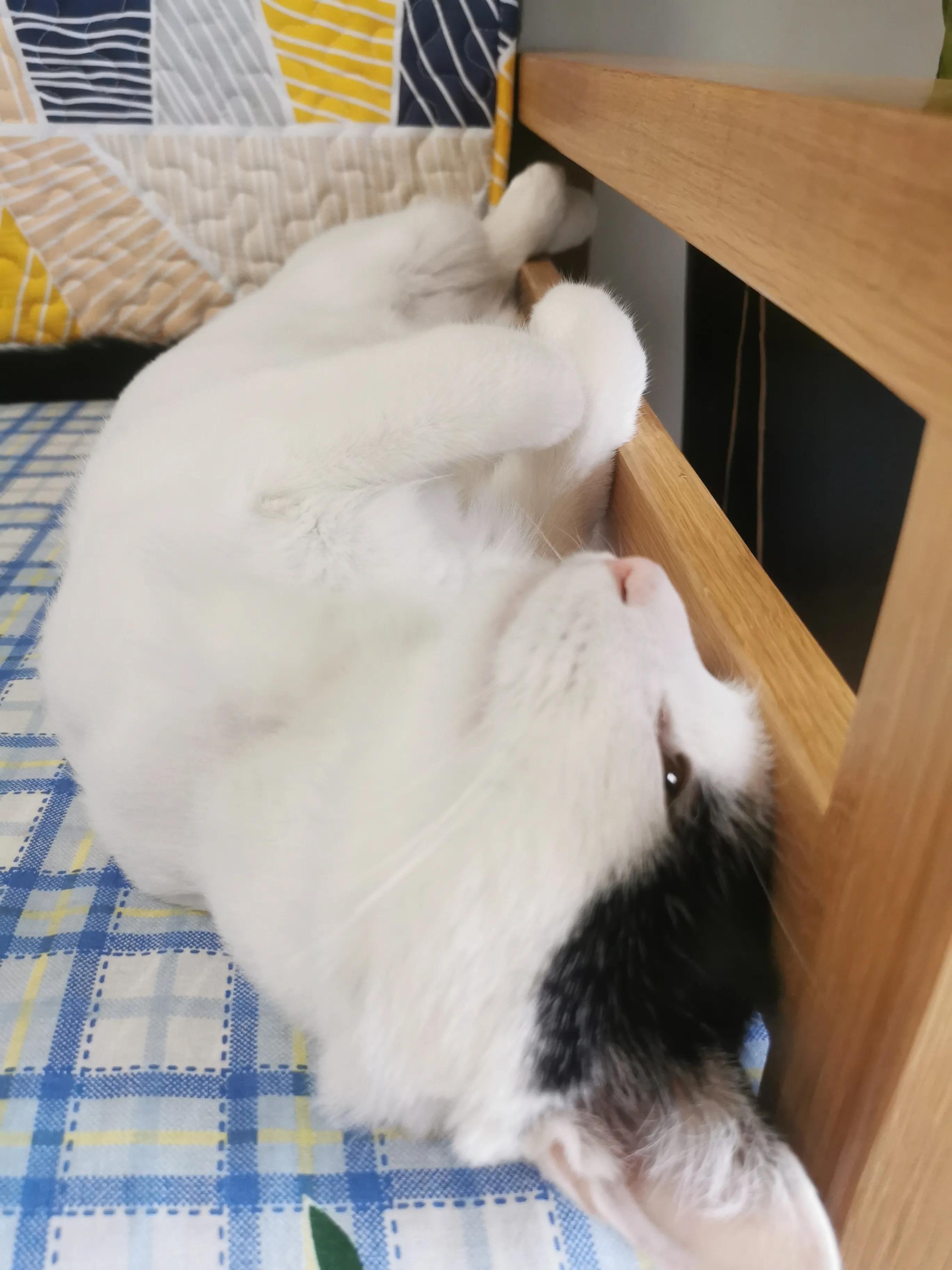 自制猫粮好还是买的猫粮好,猫咪吃猫粮好还是自制猫粮好