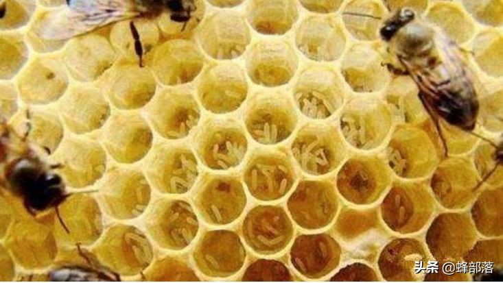 土养蜂怎么治疗巢虫,土蜂工蜂产卵最好解决方法