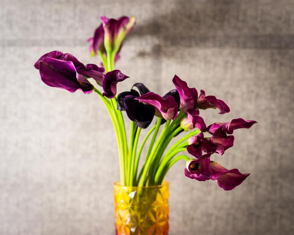 彩色马蹄莲的养殖方法和注意事项,彩色马蹄莲花为什么会滴水