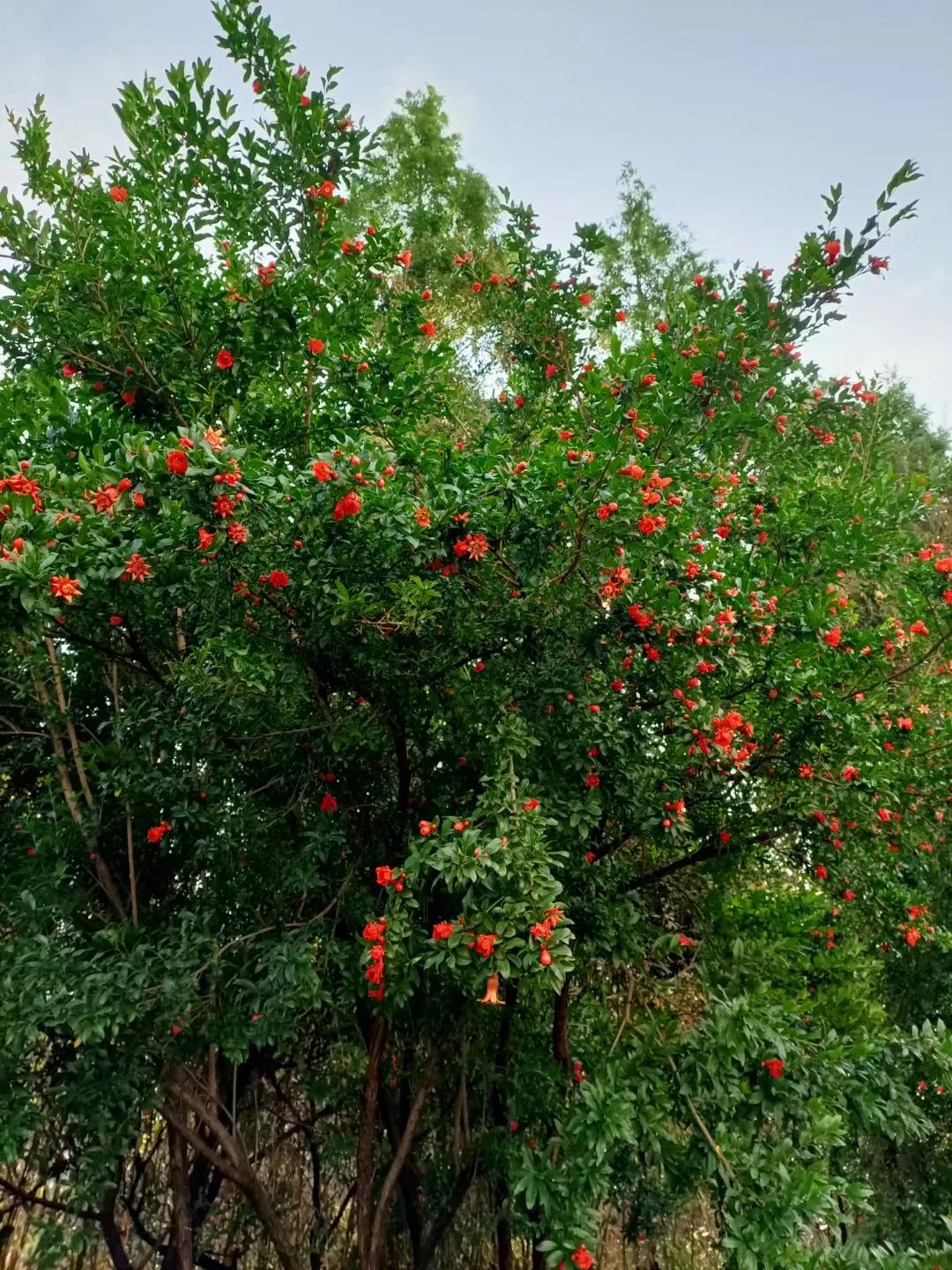 高中英语说明文作文高级句型,高中英语必背50个基本句型