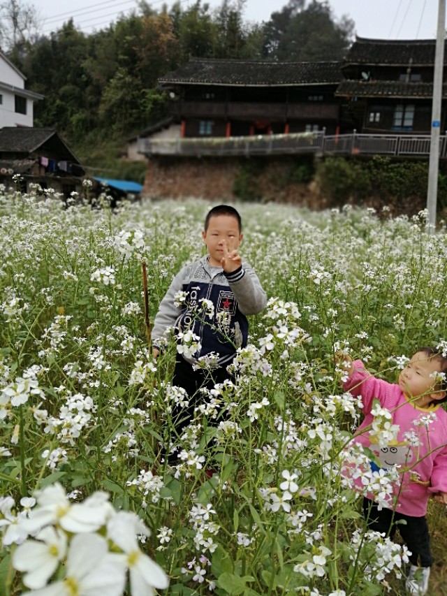陌上花开,彩蝶翻飞,蜜蜂采蜜,这是一阙美丽的《蝶恋花》
