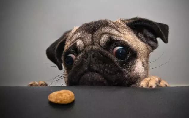 45种狗狗,45种狗狗很难得一见你认识几种