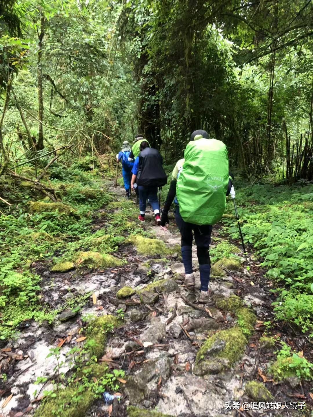 穿越到原始森林里面,穿越原始森林来种田