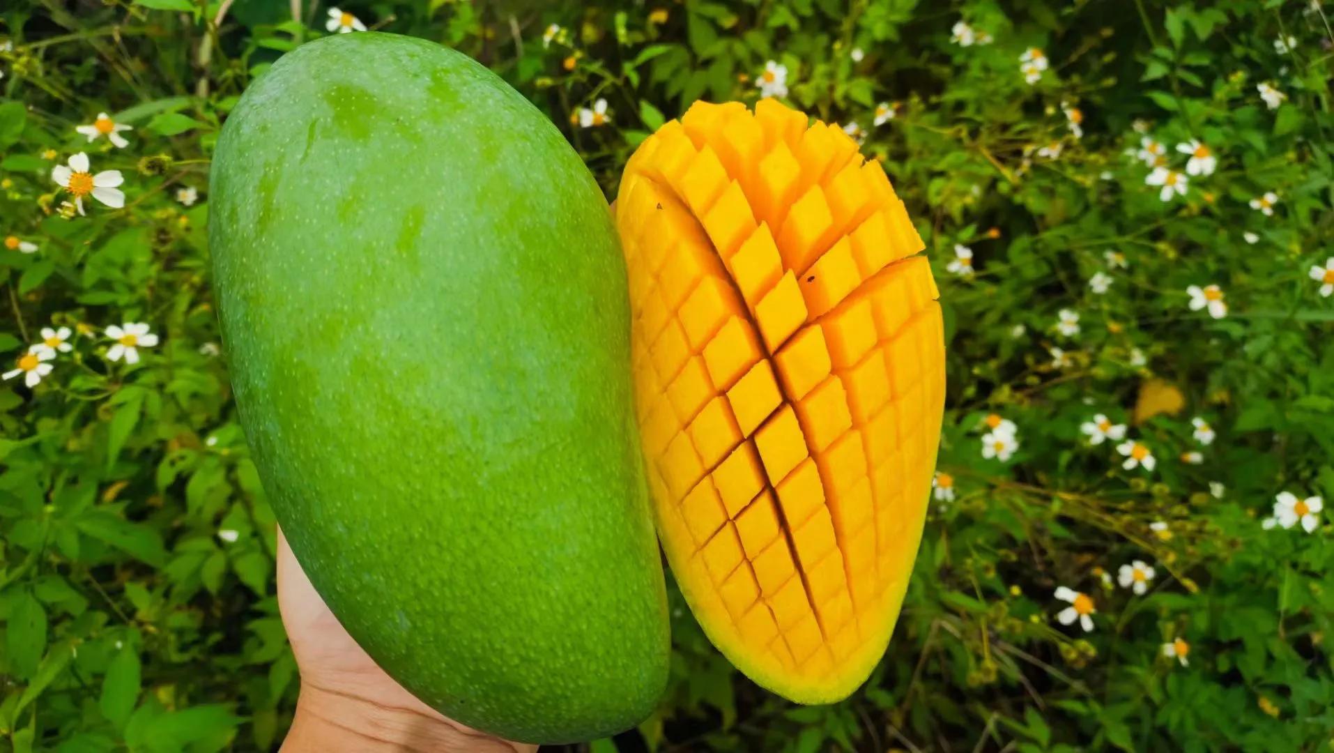 越南大青芒和攀枝花大青芒,越南大青芒为什么那么便宜