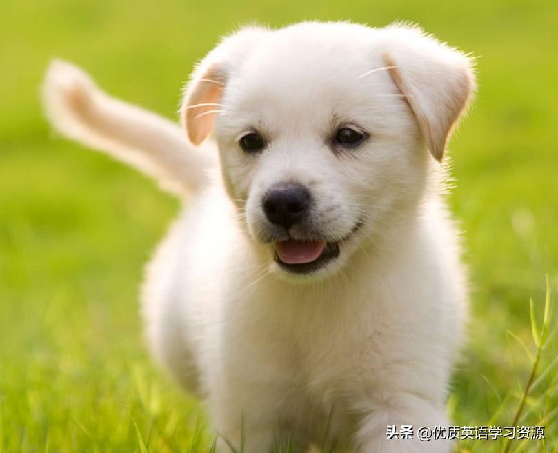 英文原版小说阅读ppt,英语原版阅读10岁