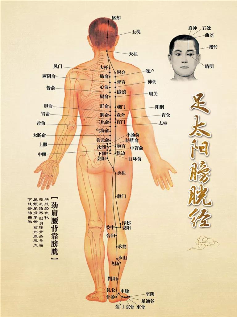 保养膀胱按什么穴位,膀胱经的养生保健