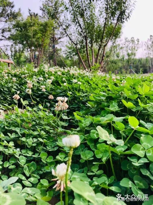 京城新增一“小江南”！免费人少