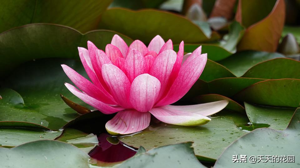 睡莲多了如何让睡莲分批开花,睡莲如何养护才能快速开花