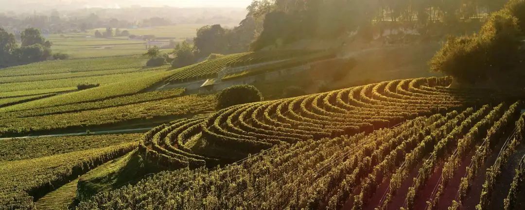 【佰酿学堂】你心目中的梅洛葡萄（Merlot）是怎样的？