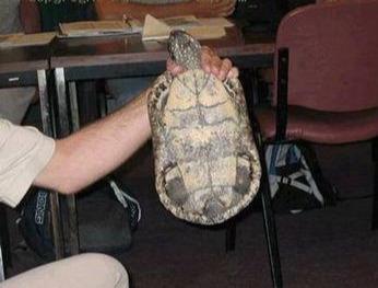 龟得了白眼病怎么养,养龟预防白眼病