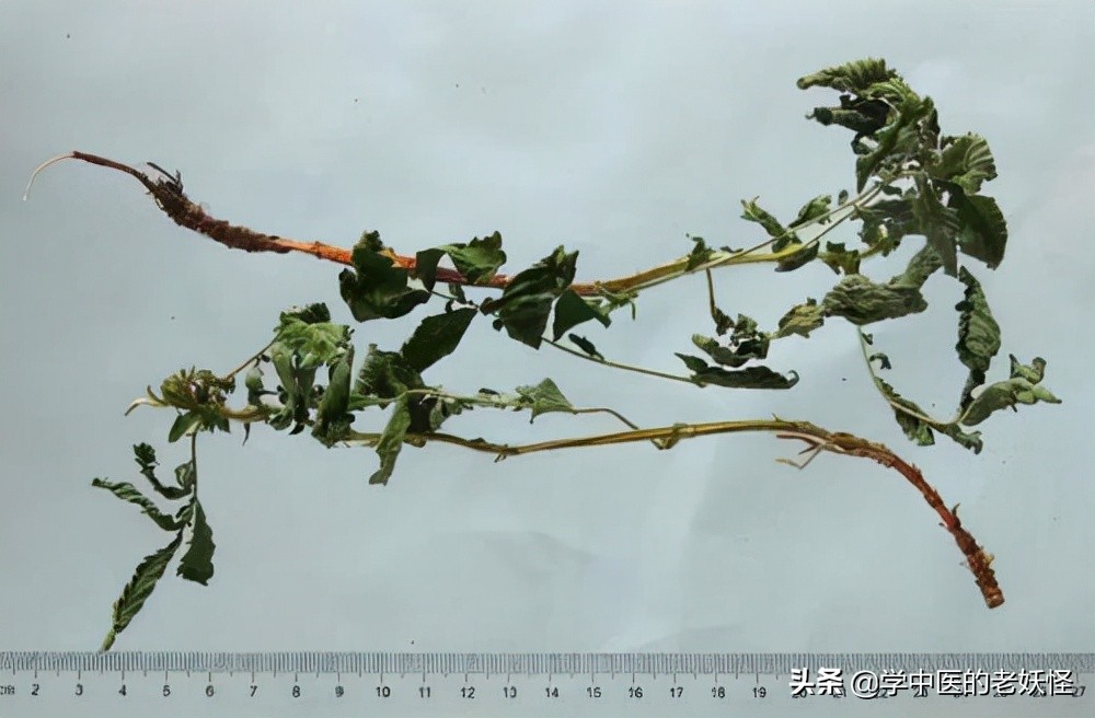 每天学习一味中药远志,中药鹤草芽的服用方法