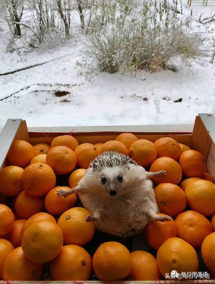 别总是云吸猫了，换一波小刺猬试试~