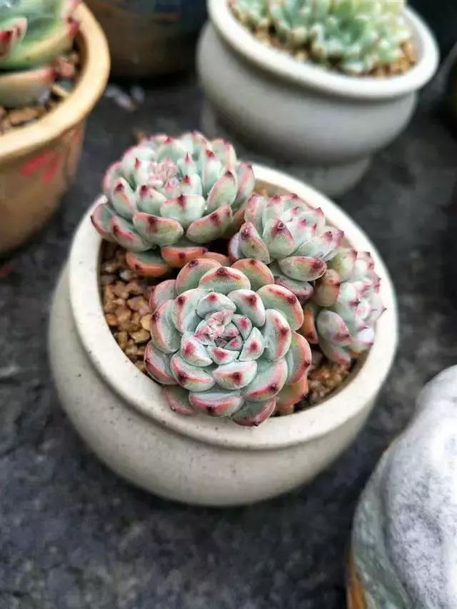 多肉被风雨袭击,多肉被雨水泡过怎么办