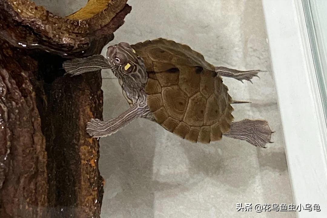 最容易养的乌龟是哪种乌龟,最容易养的乌龟是哪种品种