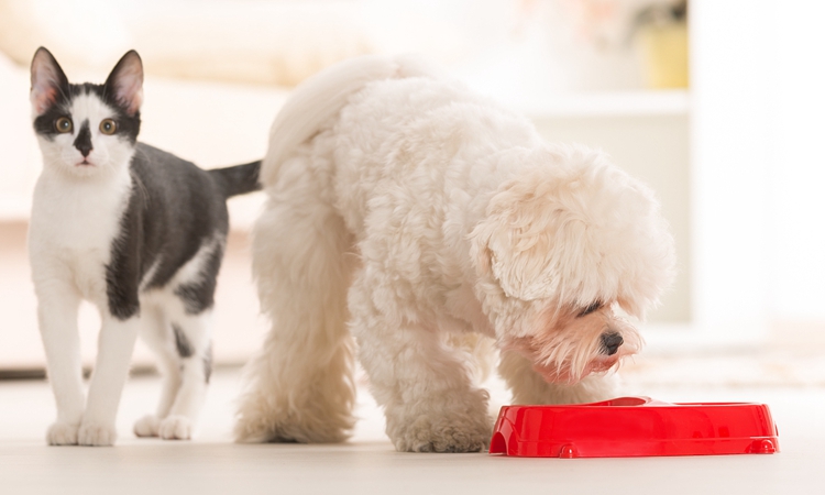 泰迪有寄生虫的表现,泰迪警惕