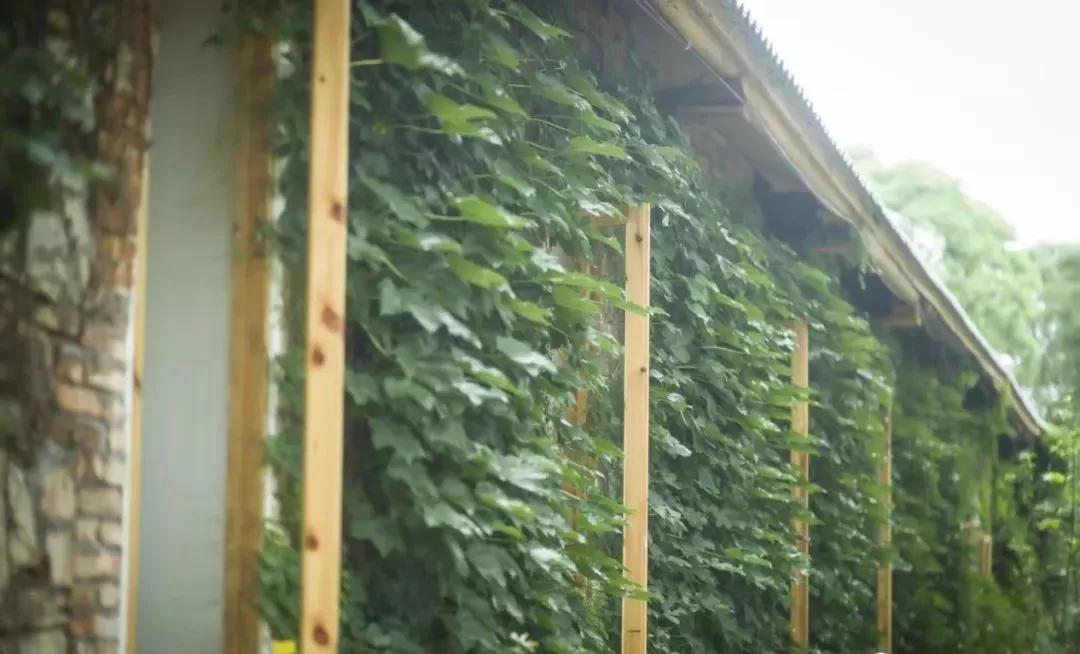 80后夫妻住山,80后两口子隐居大山