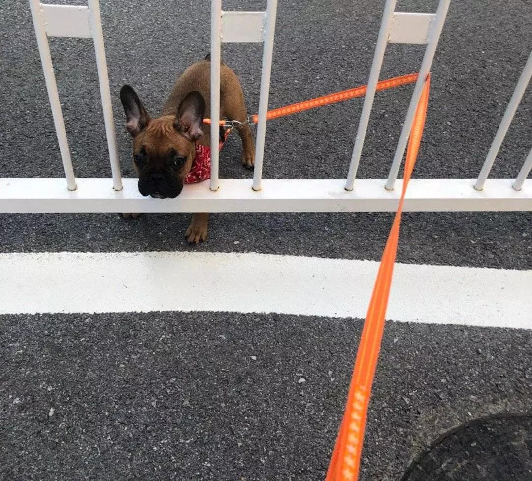 铲屎的都是因为啥和狗吵架，原谅我笑出了声