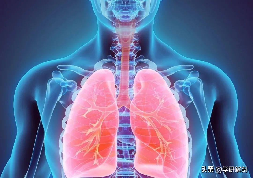 人体解剖学原理与知识,人体解剖学九大分区图