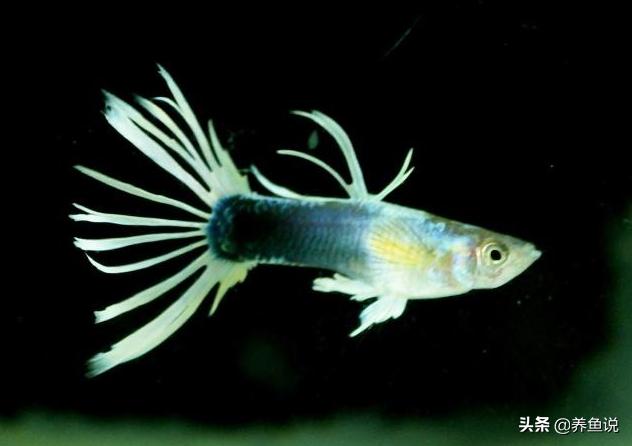 孔雀鱼玛丽鱼针尾烂尾,孔雀鱼合缸缩尾怎么治疗