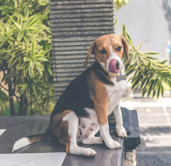 狗狗为什么总是反复舔、啃咬自己的脚部？这种行为真的正常吗？