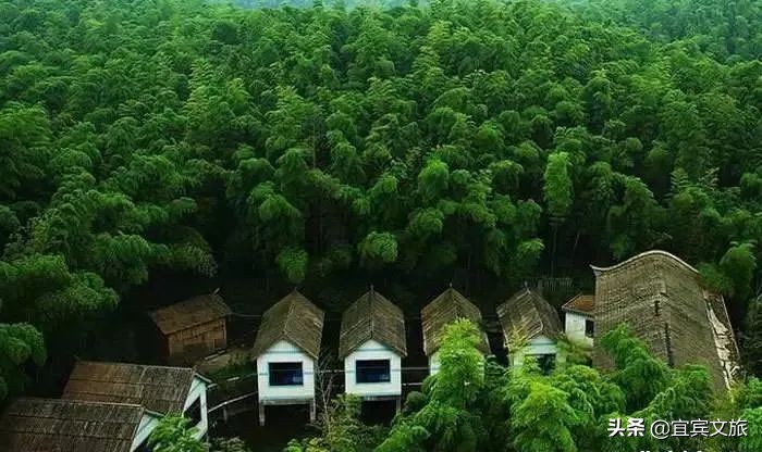 国内赏竹,中国人赏竹