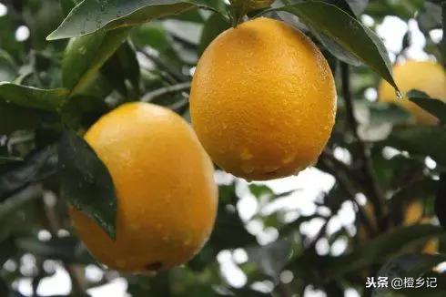 吃到假脐橙,真正的正宗赣南脐橙