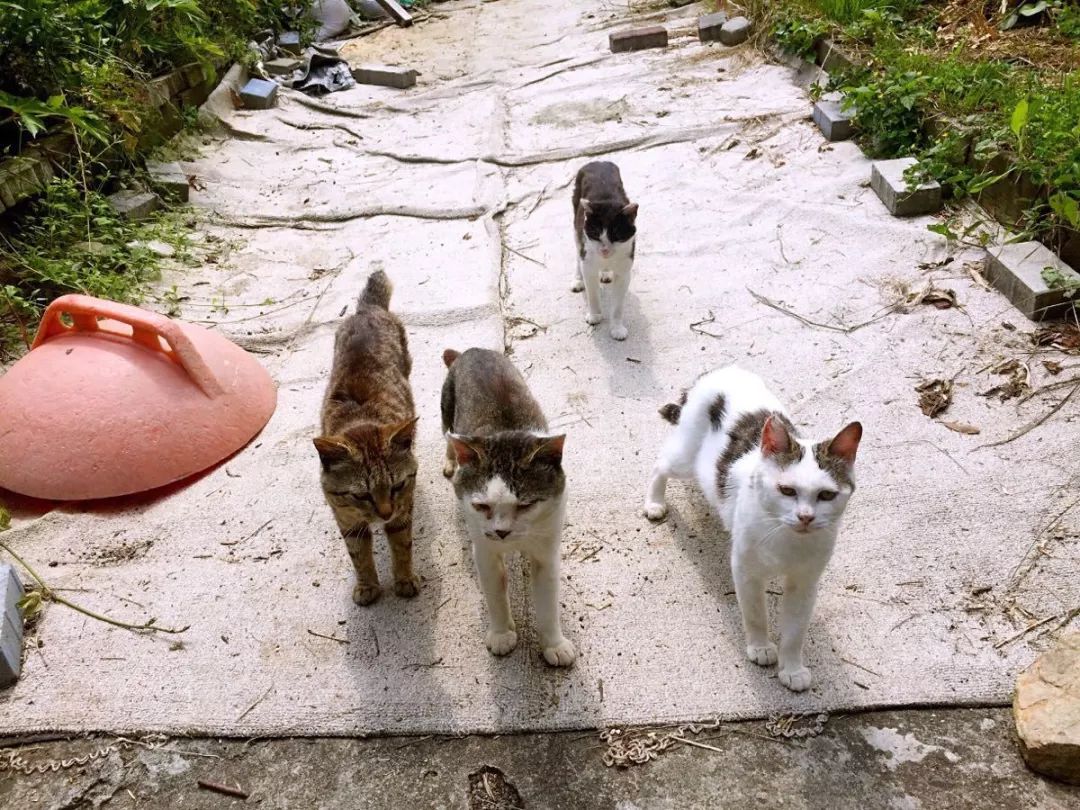 告别流浪猫展览再现12个吸猫圣地,最治愈的吸猫胜地