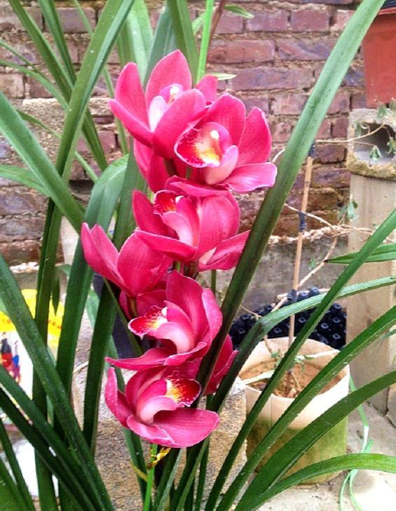 名贵兰花品种名称及图片欣赏,名贵兰花常见品种介绍图片