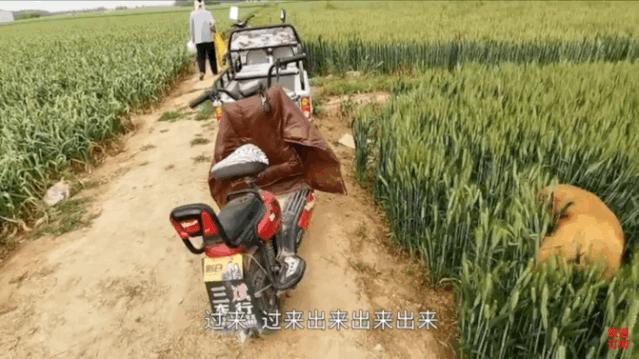 大金毛帮村*运民**蒜苔，结果全叼进了自家地里……