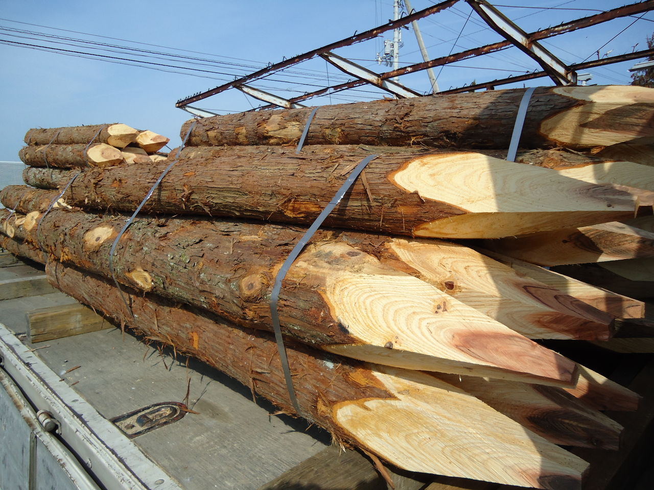 断子绝孙桉树,断子绝孙树为啥广西还大面积种植