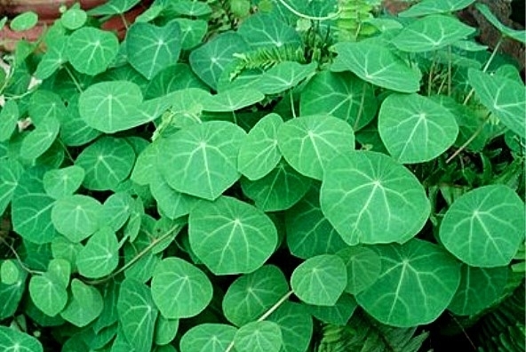 名称很像植物的动物,名字很像植物的动物