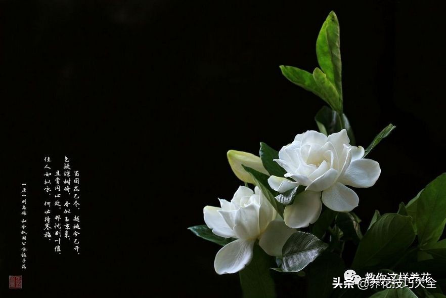 5种花特清香，家里养一盆，芬芳不断，清香四溢，异味全无