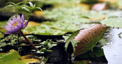 浅秋,落字为安,淡暖清欢