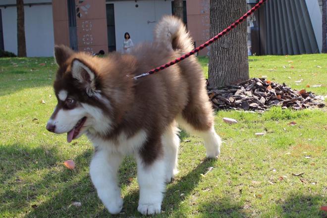 只有富人才能买的狗,只有土豪才养得起的狗