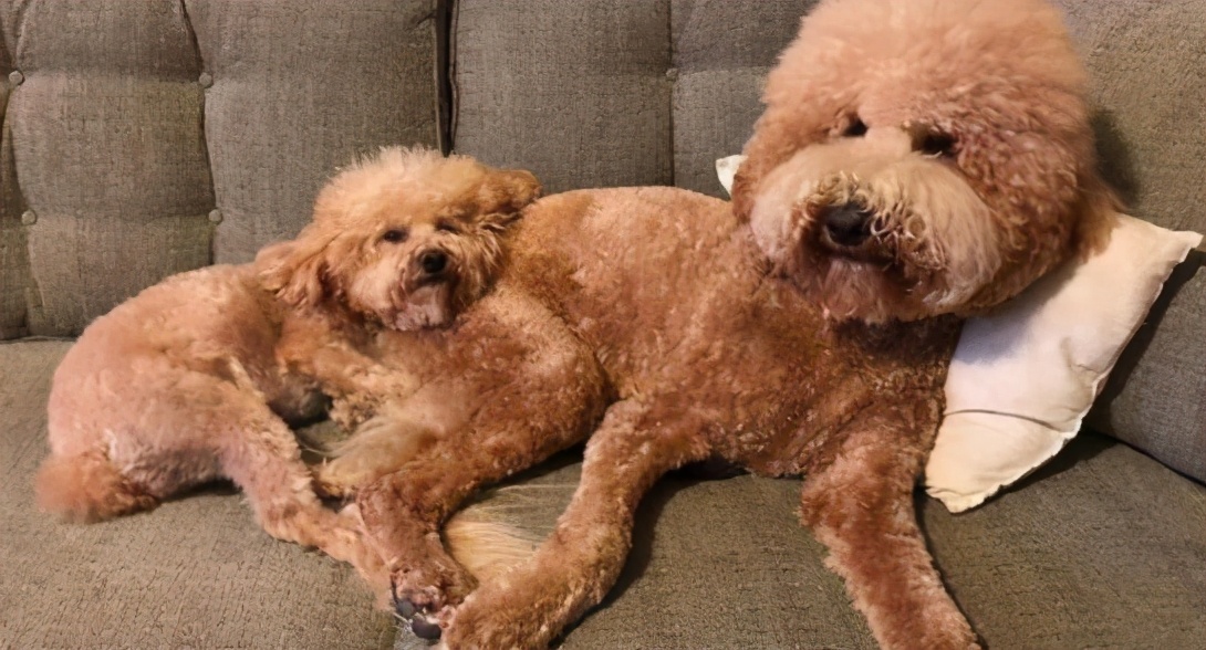 巨型贵宾犬和泰迪的区别图片对比,巨型贵宾犬与小泰迪