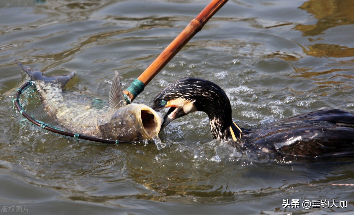 鸬鹚捕鱼为何被禁止,鸬鹚捕鱼危害有多大