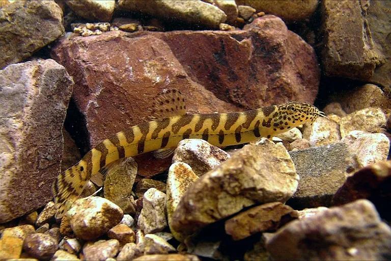 野生泥鳅品种图片大全大图,最大的泥鳅图片大全