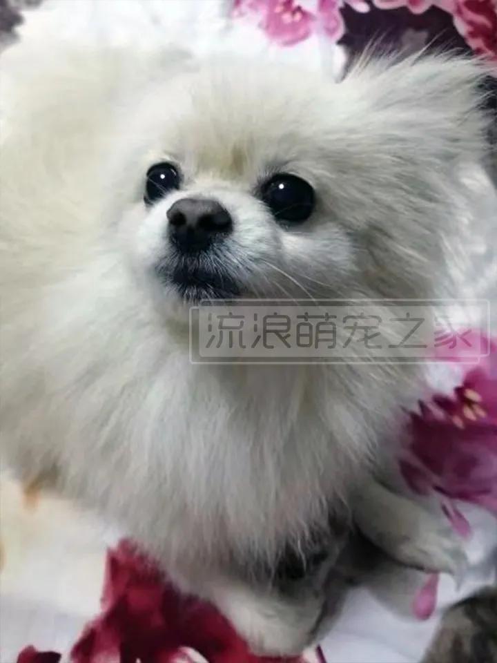 繁殖犬悲惨的下场,一只繁殖犬的悲惨生活