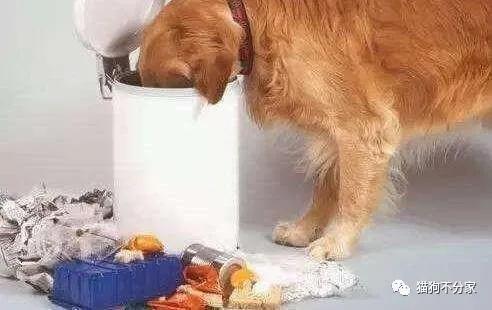 狗狗喜欢吃纸是什么原因，是缺少什么元素吗？