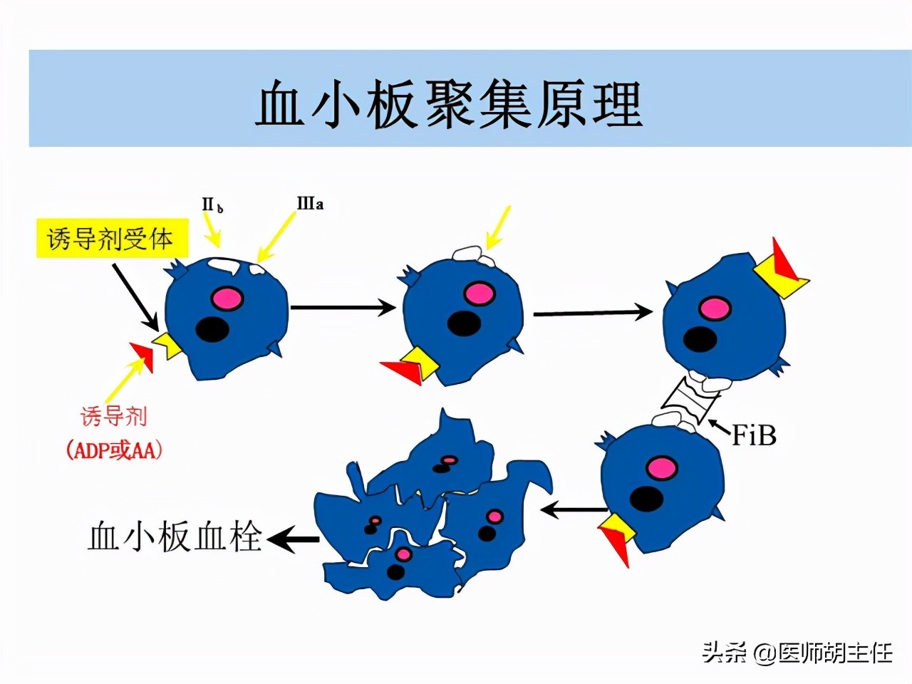 几块钱的维生素b2能减肥吗,维生素b2片治高血压