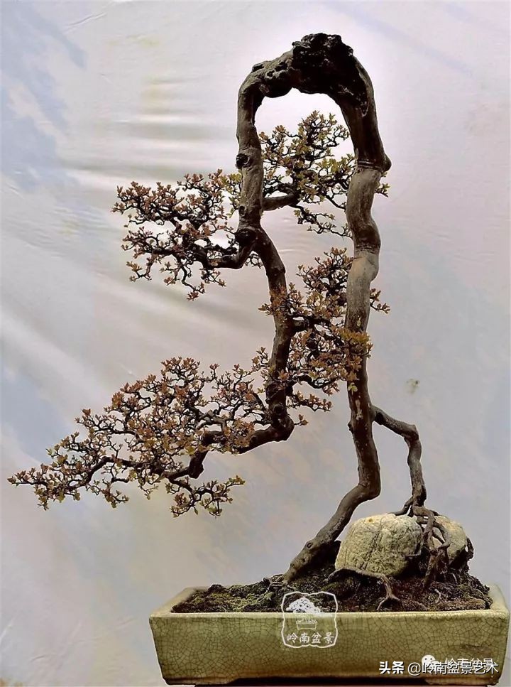 以根代杆下细上粗式盆景图片,各种老根盆景
